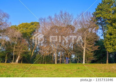 青空の下に広がる冬の公園と美しい木立の風景 135731846