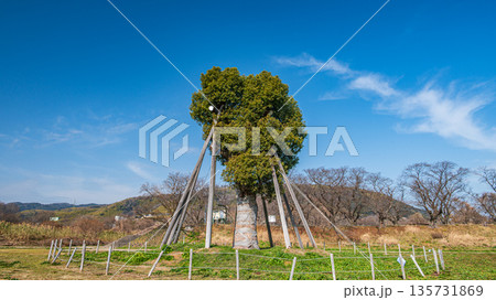 背割堤そばの木津川河川敷に移植されたクスノキ　京都府八幡市 135731869
