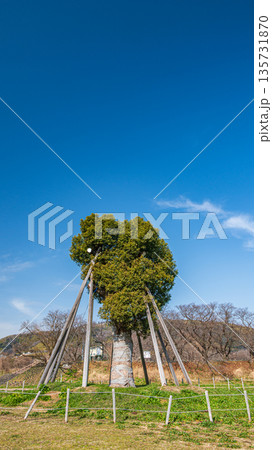 背割堤そばの木津川河川敷に移植されたクスノキ　京都府八幡市 135731870