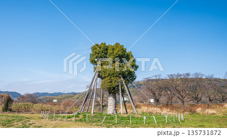 背割堤そばの木津川河川敷に移植されたクスノキ　京都府八幡市 135731872