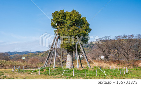 背割堤そばの木津川河川敷に移植されたクスノキ　京都府八幡市 135731875
