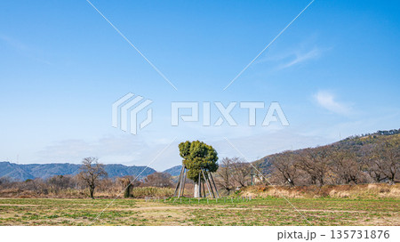 背割堤そばの木津川河川敷に移植されたクスノキ　京都府八幡市 135731876