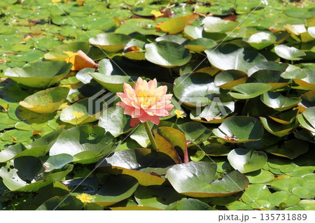 爽やか 秋咲き スイレンの花 爽やか 秋咲き スイレンの花 135731889