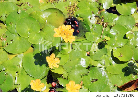 可愛い　アサザの花 135731890