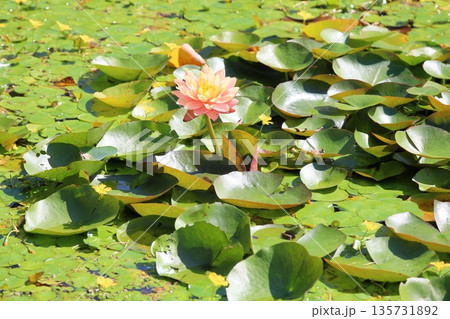 爽やか　秋咲き　スイレンの花 135731892