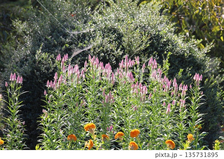 爽やか　ノゲイトウの花 135731895