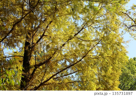 黄葉　メタセコイアの葉 135731897