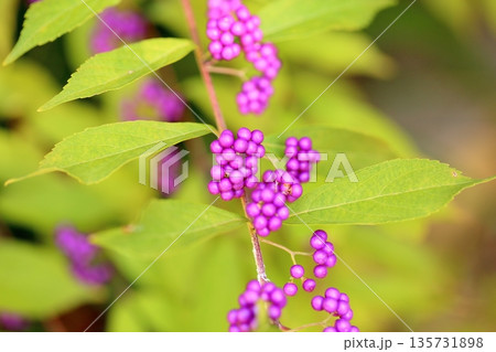 爽やか　コムラサキの実 135731898