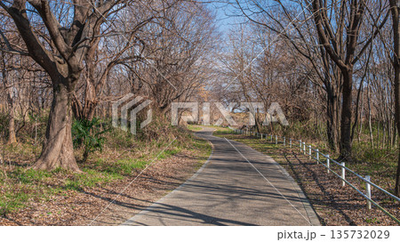 冬の背割堤　木津川河川敷の遊歩道　京都府八幡市 135732029