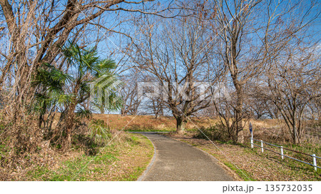 冬の背割堤 木津川河川敷の遊歩道 京都府八幡市 冬の背割堤 木津川河川敷の遊歩道 京都府八幡市 135732035