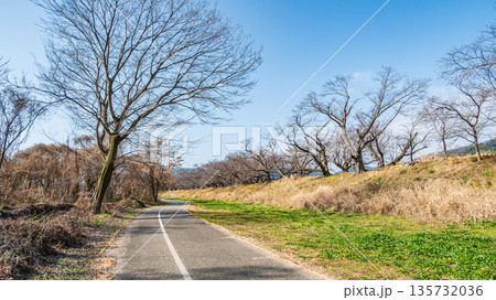 冬の背割堤 木津川河川敷の遊歩道 京都府八幡市 冬の背割堤 木津川河川敷の遊歩道 京都府八幡市 135732036