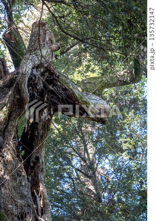 スダジイ巨樹の一部が馬の顔に見える【大杉神社の馬の木」 135732147