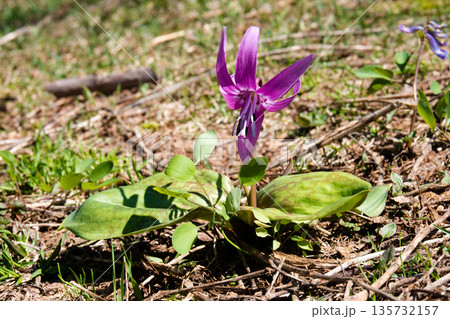 春の訪れを告げるカタクリの花 135732157