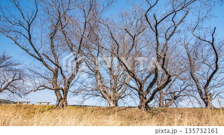 冬の背割堤 冬枯れの桜並木 京都府八幡市 冬の背割堤 冬枯れの桜並木 京都府八幡市 135732161