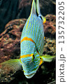 Vibrant tropical fish with blue patterns and orange stripes swimming underwater near coral reef 135732205