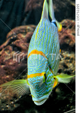 Vibrant tropical fish with blue patterns and orange stripes swimming underwater near coral reef 135732205