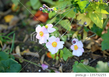 爽やか　清楚　シュウメイギクの花 135732255