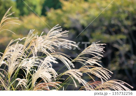 輝　ススキ花穂　秋の七草 135732256