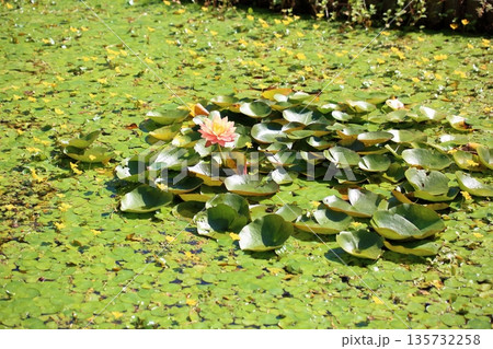 爽やか 秋咲き スイレンの花 爽やか 秋咲き スイレンの花 135732258