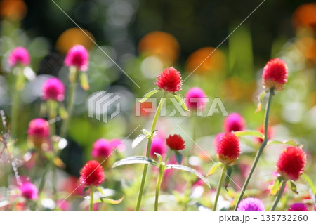 可愛い センニチコウの花 可愛い センニチコウの花 135732260