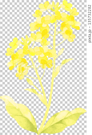 水彩畫的油菜花 水彩畫的油菜花 135732282