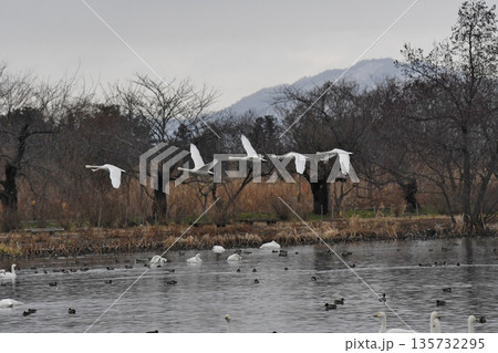 飛んでいく白鳥 飛んでいく白鳥 135732295
