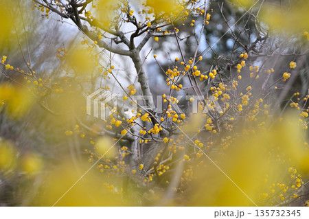 春を告げるロウバイの花 春を告げるロウバイの花 135732345