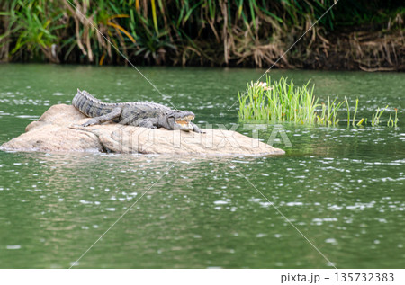 A large crocodile resting on a rock in the middle of Kaveri river in Ranganathittu bird sanctuary 135732383