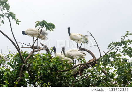 Black headed Ibis and other migratory birds nesting in the Ranganathittu Bird Sanctuary Black headed Ibis and other migratory birds nesting in the Ranganathittu Bird Sanctuary 135732385