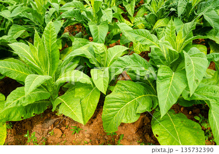 Tobecco plants in a plantation at Doraranahalli, Mysore, India Tobecco plants in a plantation at Doraranahalli, Mysore, India 135732390