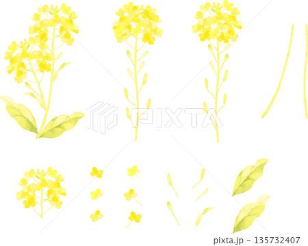 水彩で描いた菜の花のパーツのイラスト 135732407