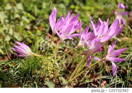 コルチカムの花 135732567