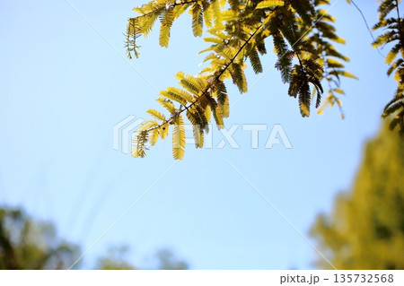 色づく　メタセコイアの葉 135732568
