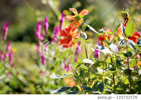 ダリアの花 135732570