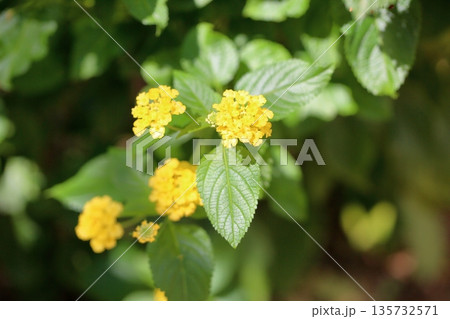 ランタナの花 ランタナの花 135732571