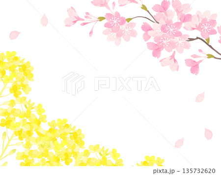 水彩で描いた桜と菜の花のフレーム 水彩で描いた桜と菜の花のフレーム 135732620