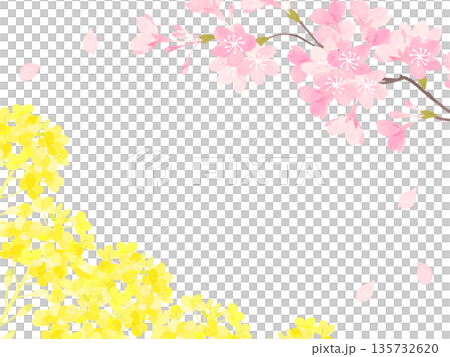 水彩で描いた桜と菜の花のフレーム 水彩で描いた桜と菜の花のフレーム 135732620