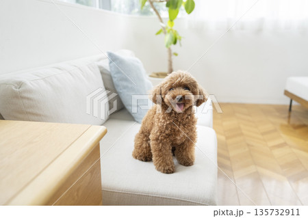 カメラ目線のトイプードル（5歳の男の子） 135732911