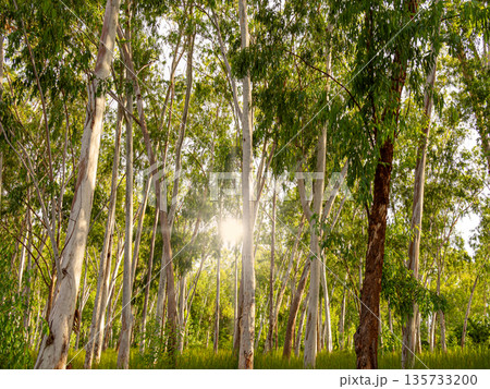 Eucalyptus Tree Leaf Plant Growth Farm Forest, Nature Outdoor Tall Farmland Agriculture Green Organic Environment Eco Zero Carbon Industry Chang Recycling for Wooden Product, Landscape Summer Tropical Eucalyptus Tree Leaf Plant Growth Farm Forest, Nature Outdoor Tall Farmland Agriculture Green Organic Environment Eco Zero Carbon Industry Chang Recycling for Wooden Product, Landscape Summer Tropical 135733200