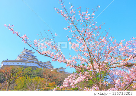 兵庫県姫路市、満開の桜と姫路城の風景 135733203