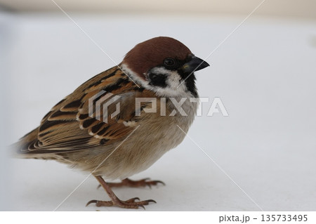 エサを咥えるスズメ 135733495