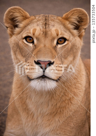 メスライオン 135733504