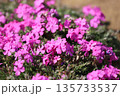 ピンク色の芝桜 ピンク色の芝桜 135733537