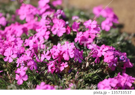 ピンク色の芝桜 135733537