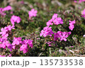 ピンク色の芝桜 ピンク色の芝桜 135733538