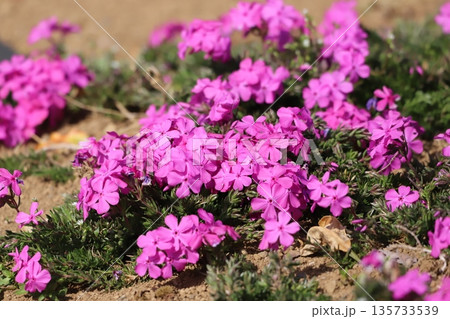 ピンク色の芝桜 135733539