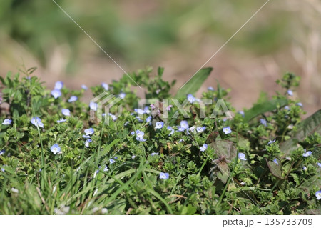 雑草に混在しているオオイヌノフグリ 135733709