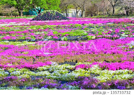 赤城南面千本桜　芝桜の彩　イベント広場会場からの眺め　　 135733732