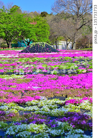 赤城南面千本桜　芝桜の彩　イベント広場会場からの眺め　　 135733733
