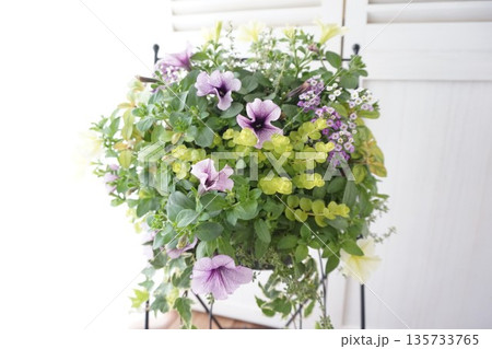 初夏♪ペチュニアハンギングバスケット 135733765